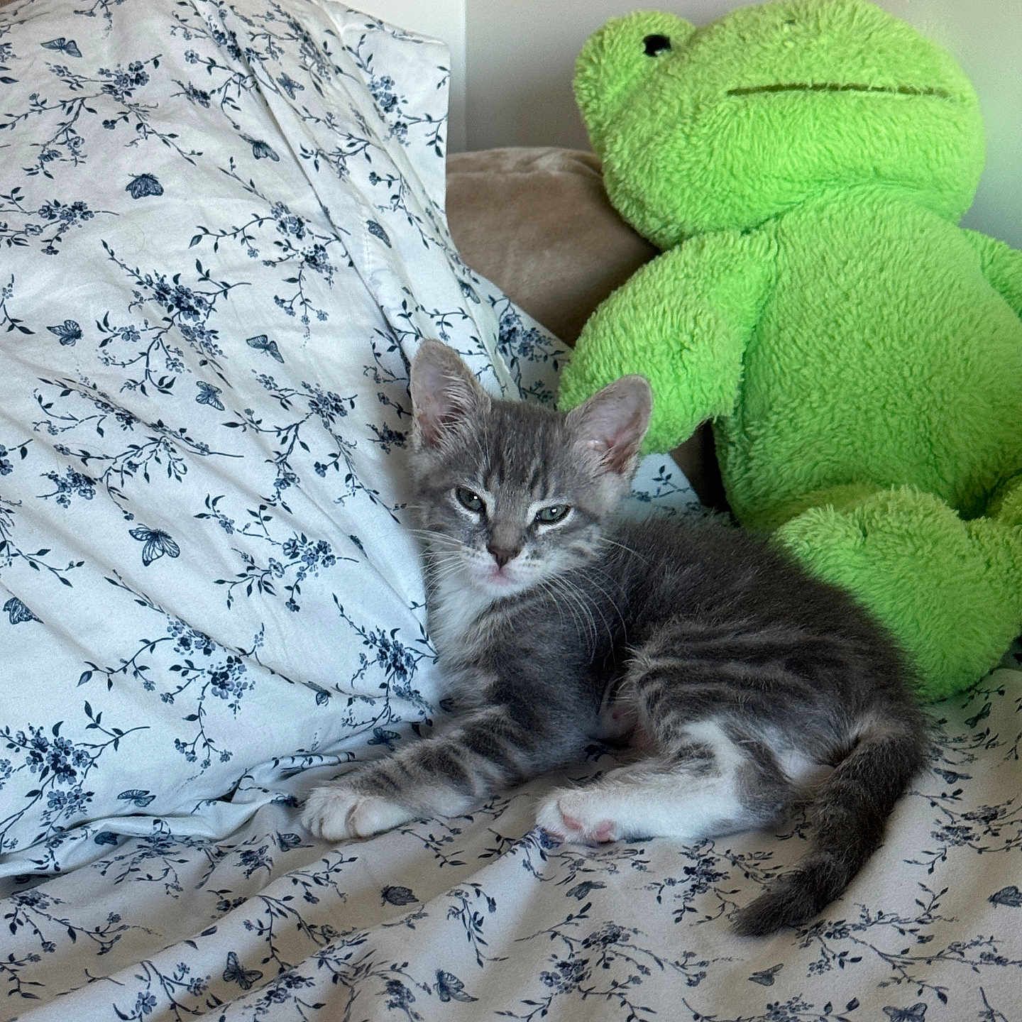 Ash joined the competition — help win amazing prizes! kitten, cat, gray_tabby, plush_toy, frog, bedspread, floral_pattern, indoor, resting, cute, pet, feline, soft_toy, cozy, animal, young_cat, fabric, couch, pillow, relaxed