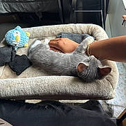 Ash is registered to the contest to win money with this photo: kitten, gray_cat, pet_bed, toy, hand, arm, plush, indoor, furniture, bed, blanket, knitted_toy, relaxing, cozy, animal, domestic_animal, sleeping, soft, cute, companion