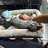 kitten, gray_cat, pet_bed, toy, hand, arm, plush, indoor, furniture, bed, blanket, knitted_toy, relaxing, cozy, animal, domestic_animal, sleeping, soft, cute, companion