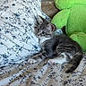 Ash joined the competition — help win amazing prizes! kitten, cat, gray_tabby, plush_toy, green_frog, bedspread, floral_pattern, indoor, cute, pet, animal, resting, soft_toy, cozy, small, young, fur, whiskers, paw, sleep_area