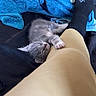 Ash is registered to the contest to win money with this photo: kitten, cat, sleeping, nap, leg, person, sock, beige_pants, blue_blanket, bed, black_sock, fur, paw, indoor, cozy, resting, cute, animal, pet, soft