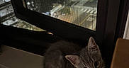 Ash is registered to the contest to win money with this photo: kitten, cat, windowsill, night, city_lights, window_screen, indoor, pet, curious, young, gray_fur, animal, cozy, bed, fluffy, looking_up, domestic_cat, small, cute, resting