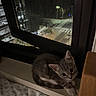 kitten, cat, windowsill, night, city_lights, window_screen, indoor, pet, curious, young, gray_fur, animal, cozy, bed, fluffy, looking_up, domestic_cat, small, cute, resting