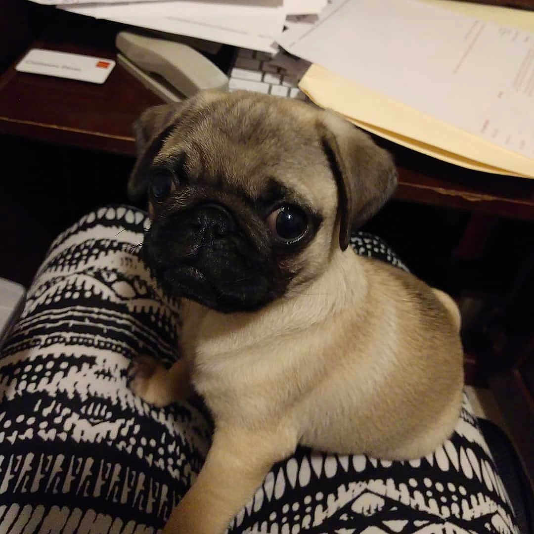 Pèso The Booze Pops Pugsicle joined the competition — help win amazing prizes! ancient_dog_breeds, canidae, carnivore, companion_dog, dog, dog_breed, ear, eye, fawn, mammal, pug, puggle, puppy, puppy_love, skin, snout, toy_dog, vertebrate, whiskers, wrinkle