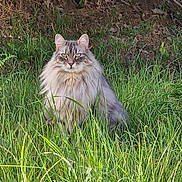 Prince participe au concours pour gagner de l'argent avec cette photo : angora, animal, cat, field, grass, grassland, green, herbal, herbs, kitten, lawn, manx, nature, outdoors, pet, plant, soil, tree, vegetation, yard