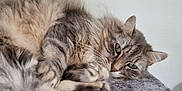 Prince a rejoint le concours — aidez-le/la à gagner de superbes lots ! abyssinian, angora, animal, cat, couch, furniture, hardwood, kitten, manx, pet, siamese, wood