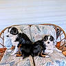 dog, pets, couch, wicker_furniture, cushion, floral_pattern, indoor, two_animals, black_and_white, brown_markings, blue_eyes, relaxing, seated, companion, cute, furry, animal_portrait, resting, home, adorable