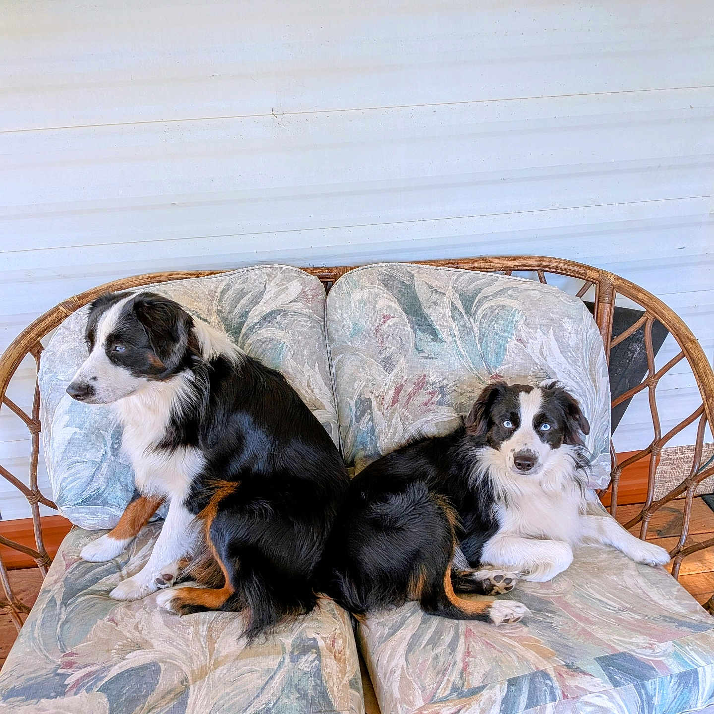 Jack And Pete joined the competition — help win amazing prizes! dog, pets, couch, wicker_furniture, cushion, floral_pattern, indoor, two_animals, black_and_white, brown_markings, blue_eyes, relaxing, seated, companion, cute, furry, animal_portrait, resting, home, adorable
