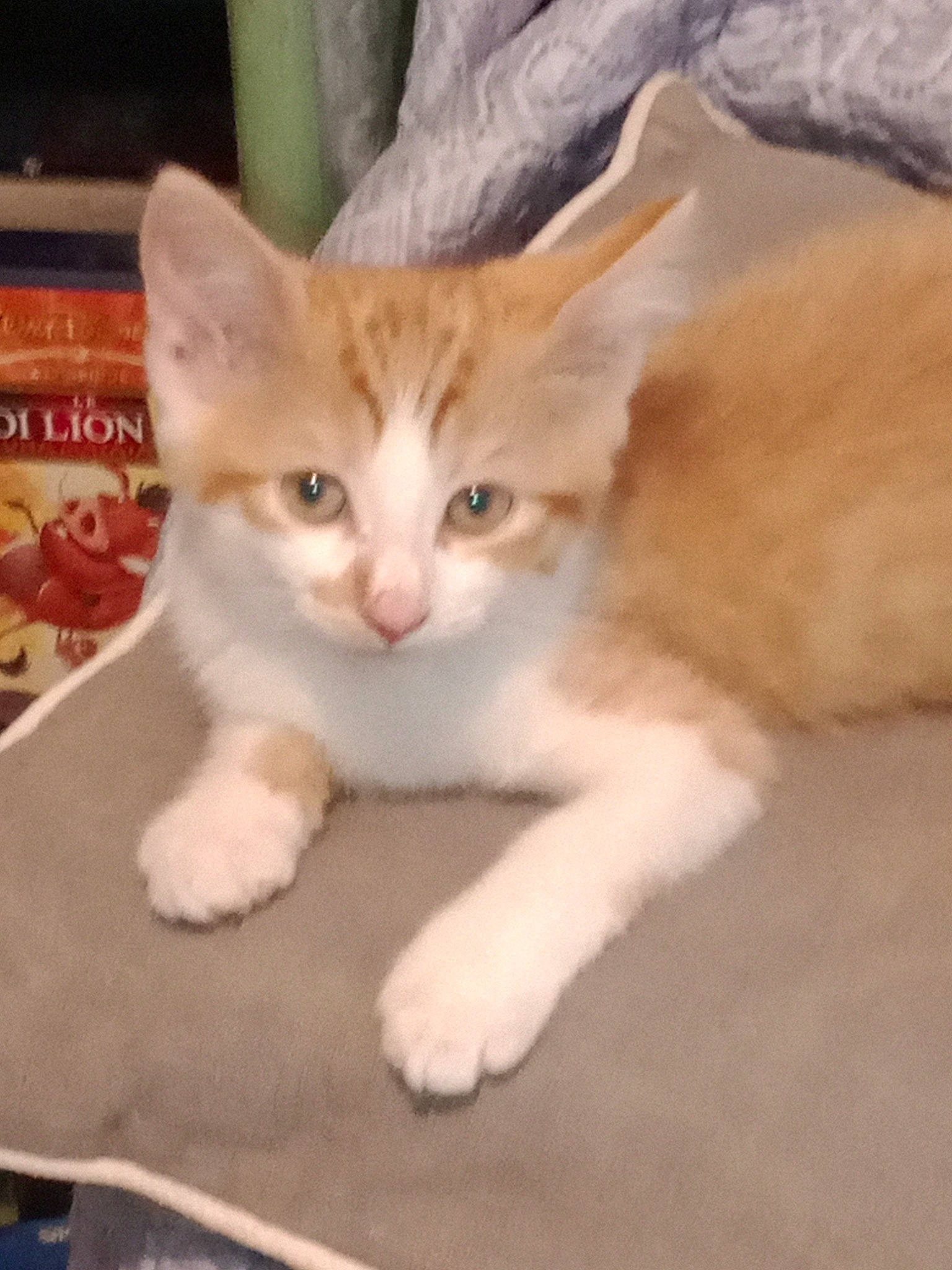 Caramel a rejoint le concours — aidez-le/la à gagner de superbes lots ! carnivore, cat, domestic_short_haired_cat, fawn, felidae, fur, paw, photo_caption, sitting, small_to_medium_sized_cats, snout, tail, terrestrial_animal, whiskers