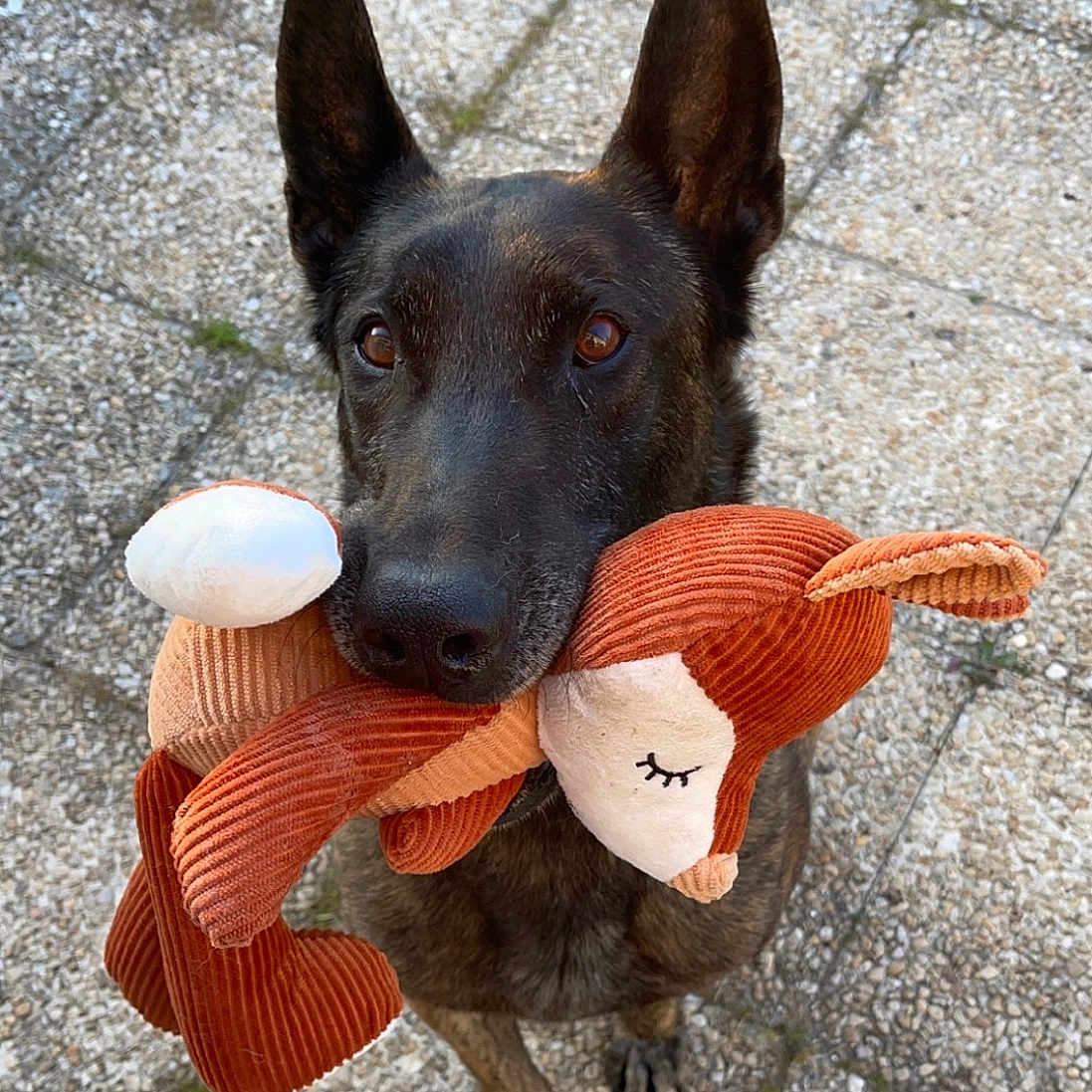 Mugg a rejoint le concours — aidez-le/la à gagner de superbes lots ! accessories, animal, brick, canine, cobblestone, dog, flagstone, germanshepherd, hound, path, pebble, pet, policedog, puppy, road, rock, slate, snout, strap, walkway
