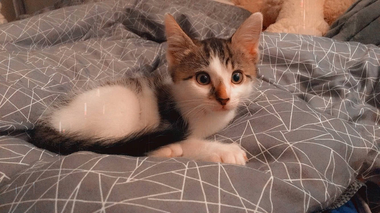 Yoshi a rejoint le concours — aidez-le/la à gagner de superbes lots ! aegean_cat, american_wirehair, asian, carnivore, cat, domestic_short_haired_cat, european_shorthair, felidae, kitten, mammal, polydactyl_cat, small_to_medium_sized_cats, tabby_cat, vertebrate, whiskers