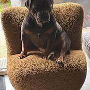Summer a rejoint le concours — aidez-le/la à gagner de superbes lots ! animal, brown, calm, chair, companion, dog, domestic, furniture, garden, home, indoor, paw, pet, quiet, relaxed, resting, seat, sunlight, tile_floor, window