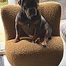 animal, brown, calm, chair, companion, dog, domestic, furniture, garden, home, indoor, paw, pet, quiet, relaxed, resting, seat, sunlight, tile_floor, window
