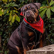 Summer Basille a rejoint le concours — aidez-le/la à gagner de superbes lots ! dog, bulldog, pet, animal, sitting, outdoor, garden, greenery, foliage, bandana, red_bandana, harness, leash, stone, ledge, portrait, serious, short-haired, brown, black