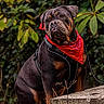 dog, bulldog, pet, animal, sitting, outdoor, garden, greenery, foliage, bandana, red_bandana, harness, leash, stone, ledge, portrait, serious, short-haired, brown, black