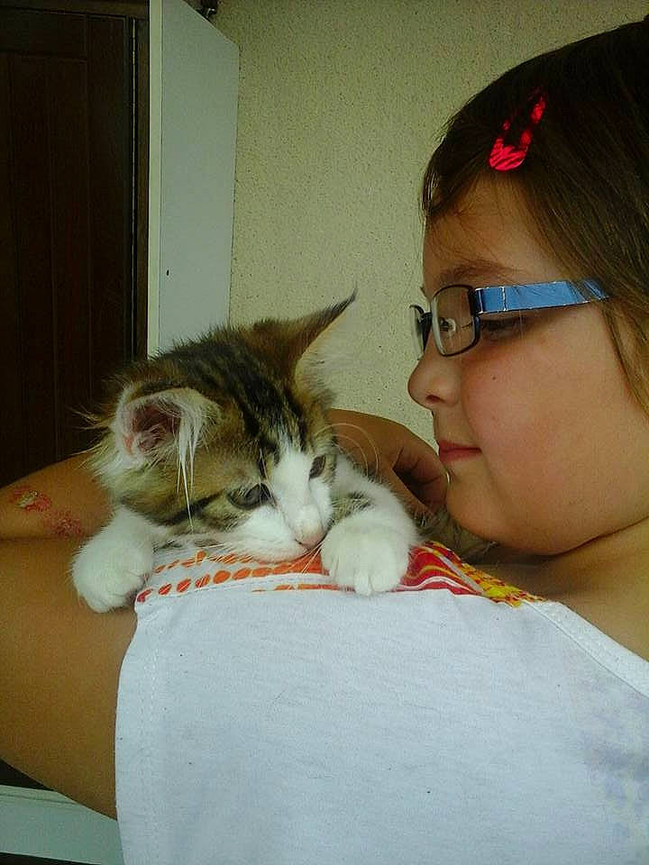 Justine a rejoint le concours — aidez-le/la à gagner de superbes lots ! aegean_cat, brown_hair, carnivore, cat, domestic_short_haired_cat, ear, european_shorthair, eye, felidae, fur, glasses, hair, kitten, mouth, nose, person, shoulder, skin, small_to_medium_sized_cats, turkish_van