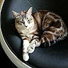 animal, black_chair, cat, chair, closeup, comfortable, cozy, curved_chair, domestic_animal, feline, fur, indoor, paws, pet, relaxed, resting, sleepy, striped, tabby, whiskers