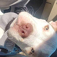 Luna participe au concours pour gagner de l'argent avec cette photo : dog, close_up, car_interior, light_fur, nose, whiskers, ears, sunlight, shadow, pet, animal, curious, looking_up, seatbelt, fabric, seat, window, daylight, canine, portrait