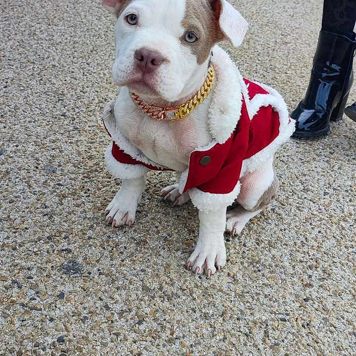 Luna a rejoint le concours — aidez-le/la à gagner de superbes lots ! puppy, dog, leash, jacket, collar, pavement, outdoor, pet, animal, curious, sitting, white, brown, street, person, boots, urban, cute, small, young