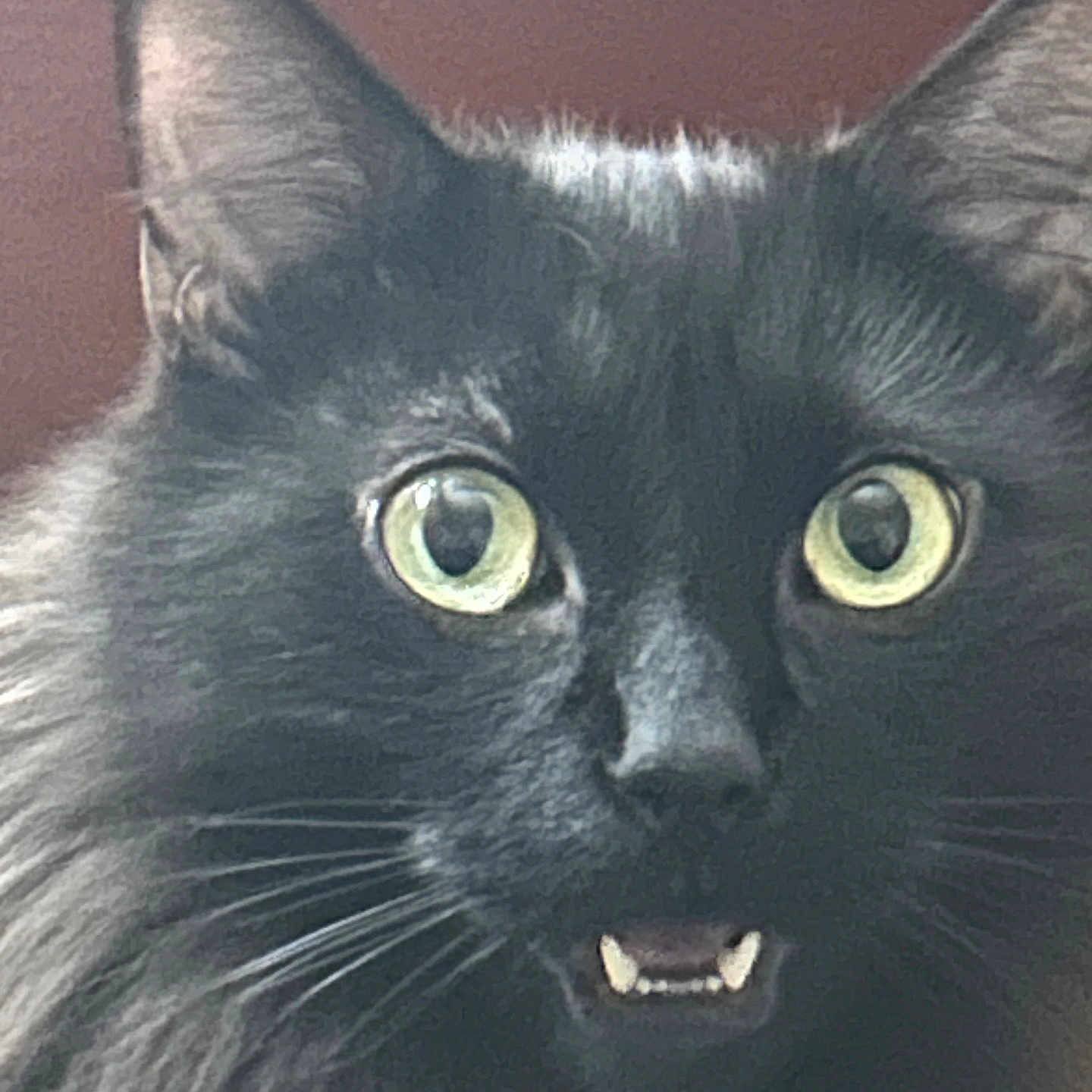 Frank joined the competition — help win amazing prizes! cat, black_cat, close_up, wide_eyes, fangs, whiskers, fur, pet, animal, indoor, face, alert, expression, muzzle, ears, green_eyes, portrait, domestic_cat, cute, surprised