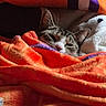 bed, blanket, cat, close_up, cozy, ears, fabric, face, indoor, orange_blanket, pet, pillow, relaxed, sleeping, soft, striped, tabby_cat, textile, towel, whiskers