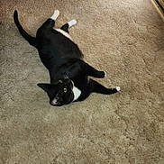 Lucky is registered to the contest to win money with this photo: animal, black_and_white, carpet, cat, curious, cute, domestic_cat, feline, fur, green_eyes, indoor, looking_up, lying_down, paws, pet, relaxing, tail, tuxedo_cat, whiskers