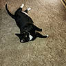 animal, black_and_white, carpet, cat, curious, cute, domestic_cat, feline, fur, green_eyes, indoor, looking_up, lying_down, paws, pet, relaxing, tail, tuxedo_cat, whiskers