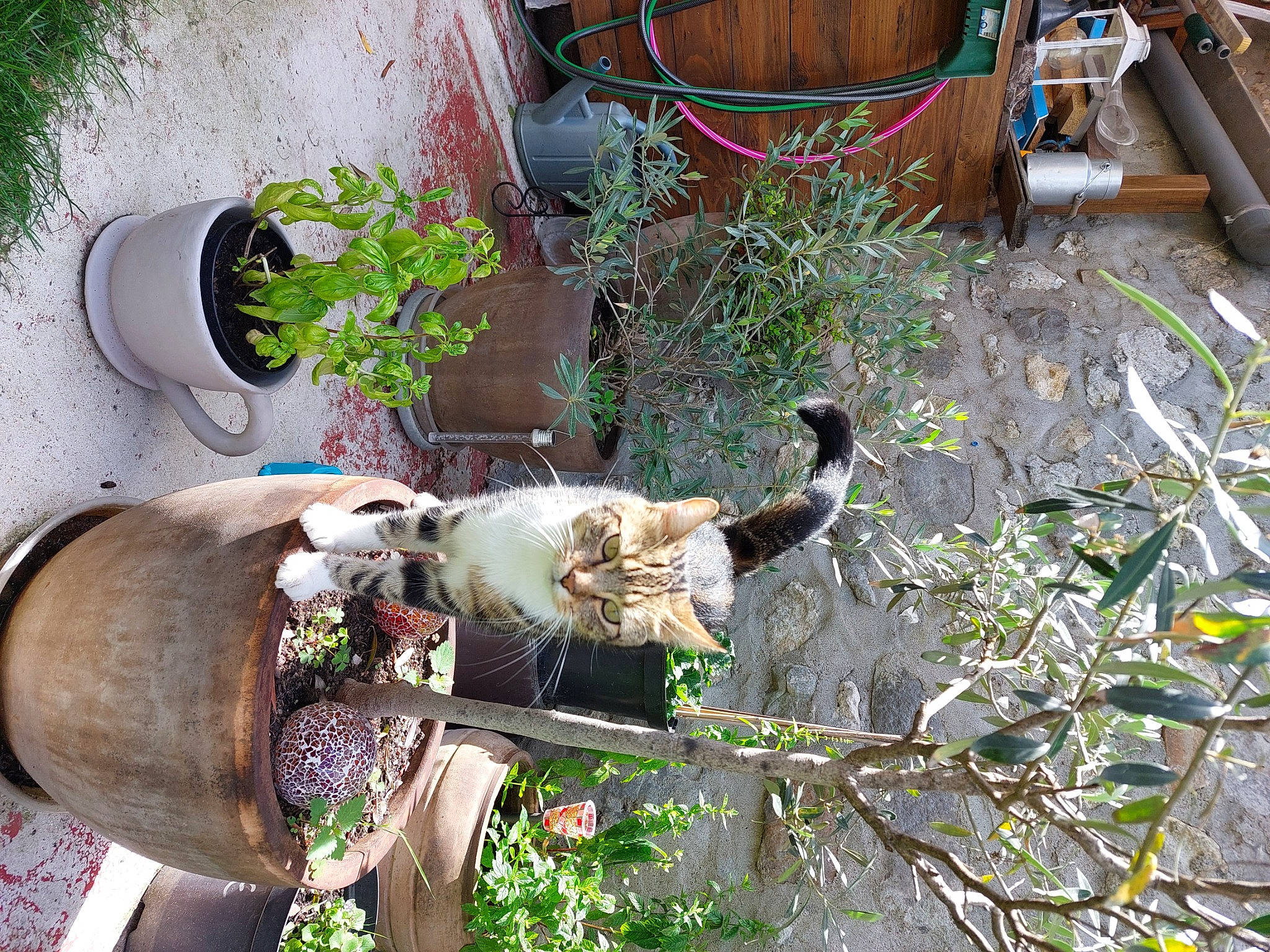 Hermione a rejoint le concours — aidez-le/la à gagner de superbes lots ! backyard, cat, felidae, flower, flowerpot, garden, grass, herb, houseplant, landscape, metal, plant, terrestrial_plant, twig, yard