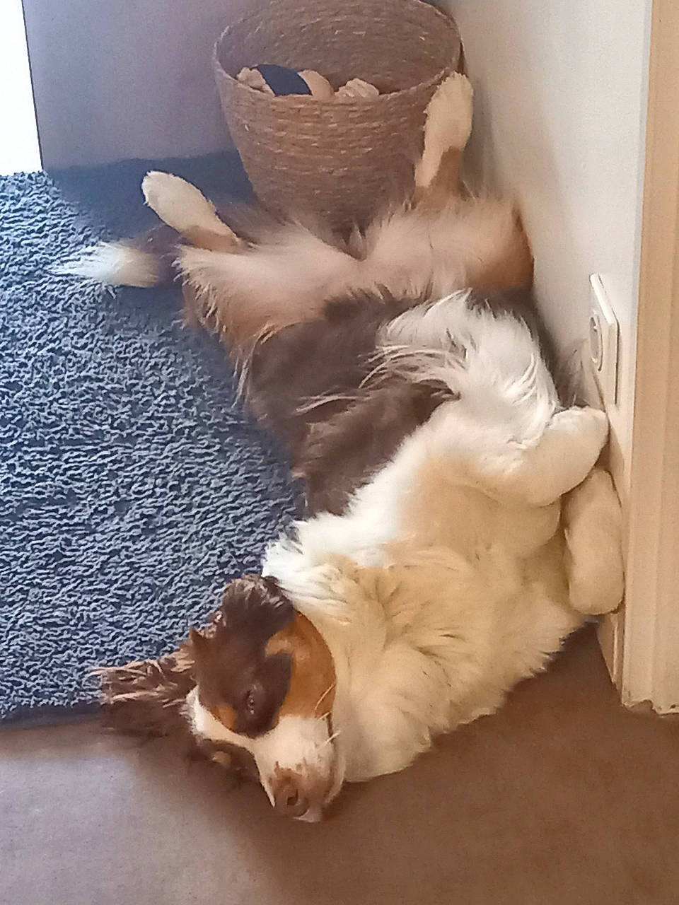 River a rejoint le concours — aidez-le/la à gagner de superbes lots ! brown, carnivore, cat, comfort, companion_dog, dog_breed, fawn, feather, felidae, floor, flooring, fur, hardwood, natural_material, paw, room, small_to_medium_sized_cats, tail, whiskers, wood