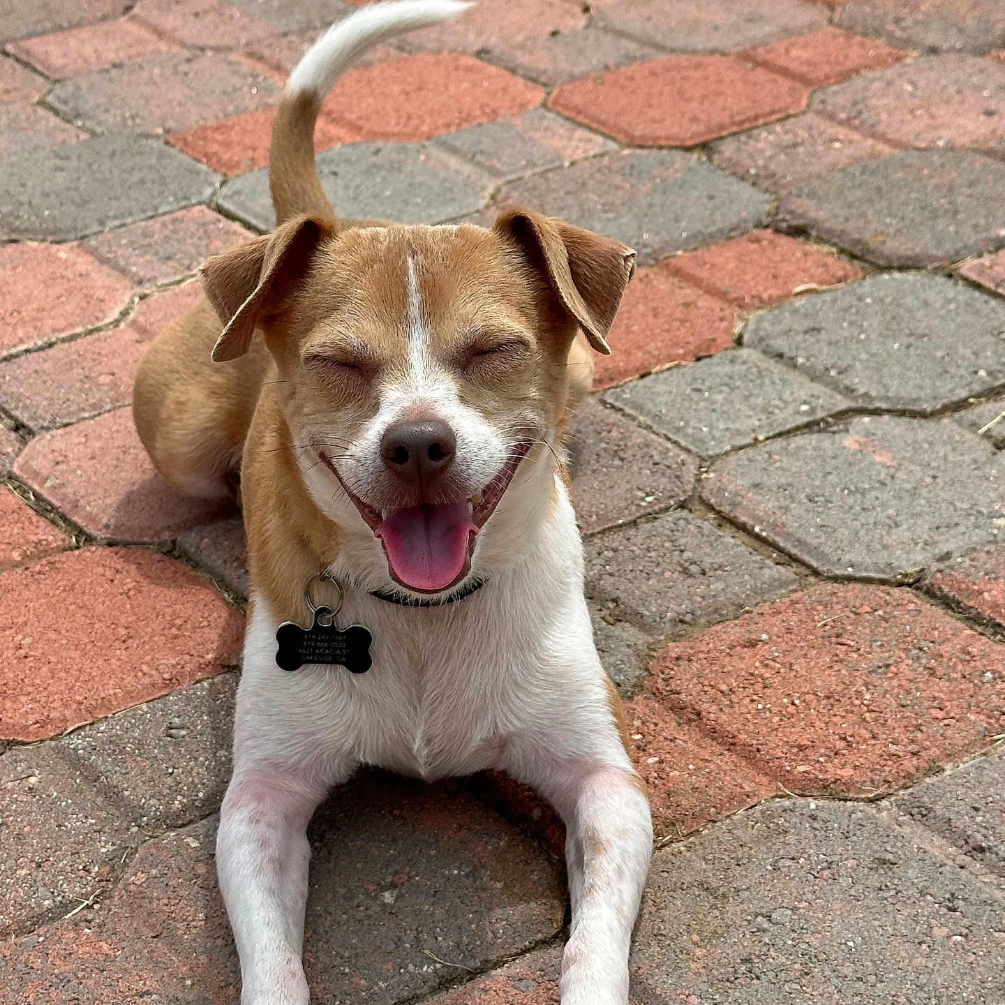 Bruno joined the competition — help win amazing prizes! animal, brick, brown_fur, canine, close_up, collar, dog, happy, lying_down, outdoor, pavement, pet, short_fur, small_dog, smiling, sunny, tag, tail, tongue_out, white_paws
