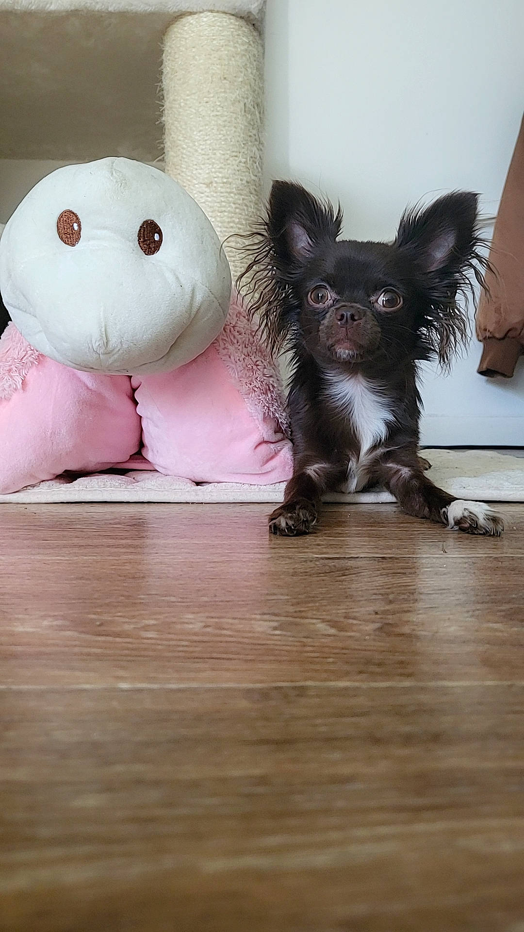 Gucci a rejoint le concours — aidez-le/la à gagner de superbes lots ! carnivore, companion_dog, dog, dog_breed, dog_supply, fawn, felidae, flooring, fur, hardwood, plush, snout, stuffed_toy, tail, teddy_bear, toy, toy_dog, whiskers, wood, working_animal