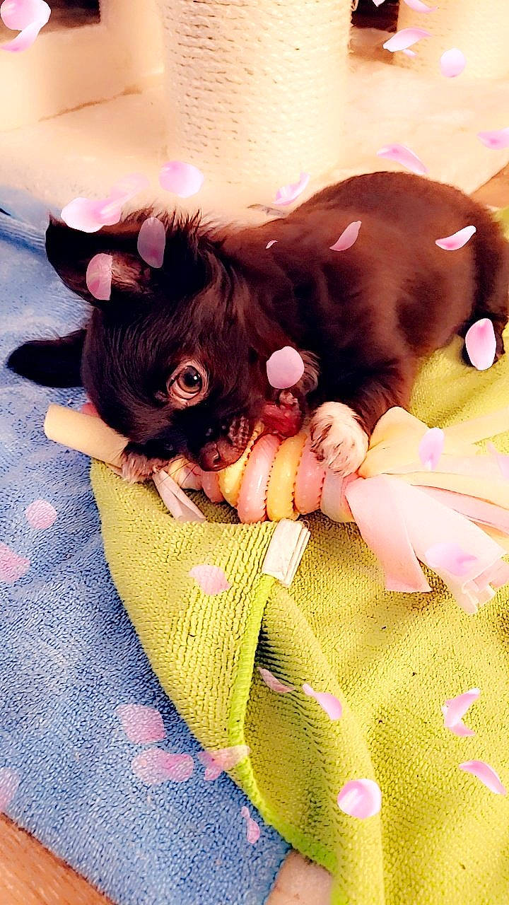 Gucci participe au concours pour gagner de l'argent avec cette photo : bedtime, canidae, comfort, companion_dog, dog_breed, doll, fawn, fur, gesture, happy, linens, magenta, pattern, petal, pink, plush, stuffed_toy, tail, thigh, toy