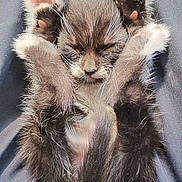 Sox joined the competition — help win amazing prizes! kitten, cat, paw_pads, sleeping, fur, pet, animal, cute, small, legs, whiskers, relaxing, lap, indoor, close_up, pink, black, white, feline, soft