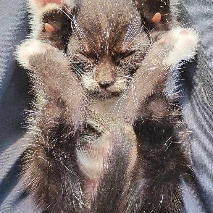 Sox joined the competition — help win amazing prizes! animal, black, cat, close_up, cute, feline, fur, indoor, kitten, lap, legs, paw_pads, pet, pink, relaxing, sleeping, small, soft, whiskers, white