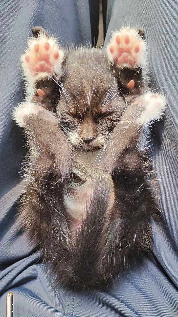 Sox joined the competition — help win amazing prizes! kitten, cat, paw_pads, sleeping, fur, pet, animal, cute, small, legs, whiskers, relaxing, lap, indoor, close_up, pink, black, white, feline, soft