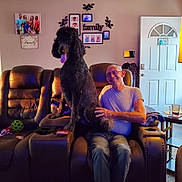 Bae Bae is registered to the contest to win money with this photo: cup, dog, door, family_photos, furniture, glass, happy, home, interior, leather, living_room, man, pet, poodle, recliner, smile, table, toy, wall_art, window