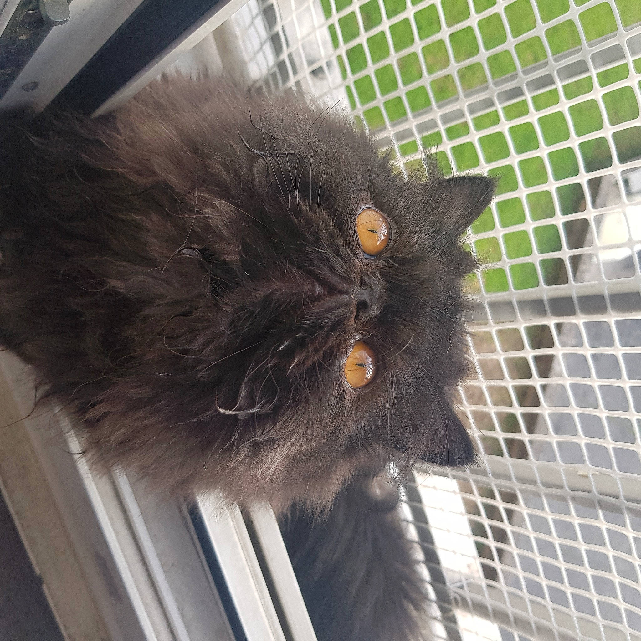 Parker participe au concours pour gagner de l'argent avec cette photo : animal_shelter, black_cat, british_longhair, british_semi_longhair, carnivore, cat, domestic_long_haired_cat, eye, fawn, felidae, mammal, nebelung, norwegian_forest_cat, persian, small_to_medium_sized_cats, whiskers