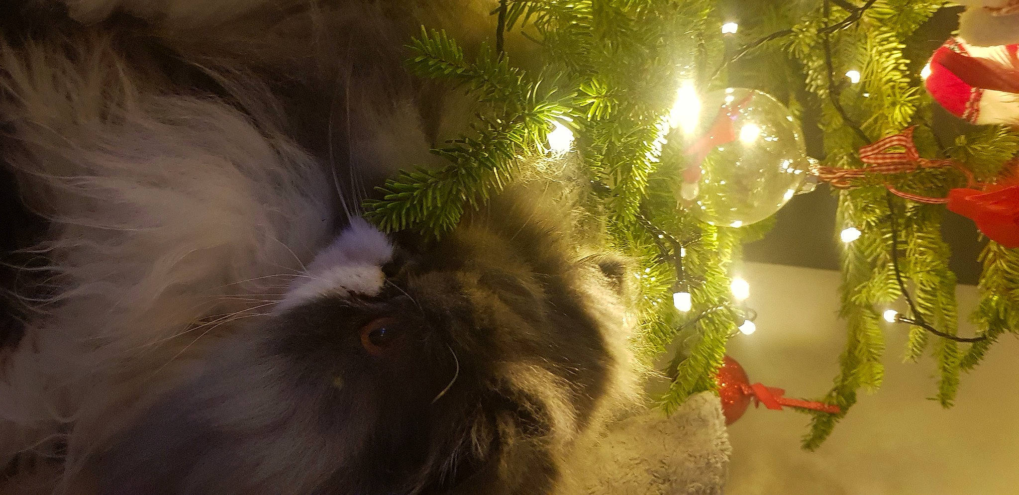 Newton participe au concours pour gagner de l'argent avec cette photo : branch, carnivore, cat, christmas_decoration, christmas_ornament, christmas_tree, conifer, event, evergreen, felidae, holiday, holiday_ornament, ornament, plant, small_to_medium_sized_cats, street_light, tail, tree, twig, whiskers