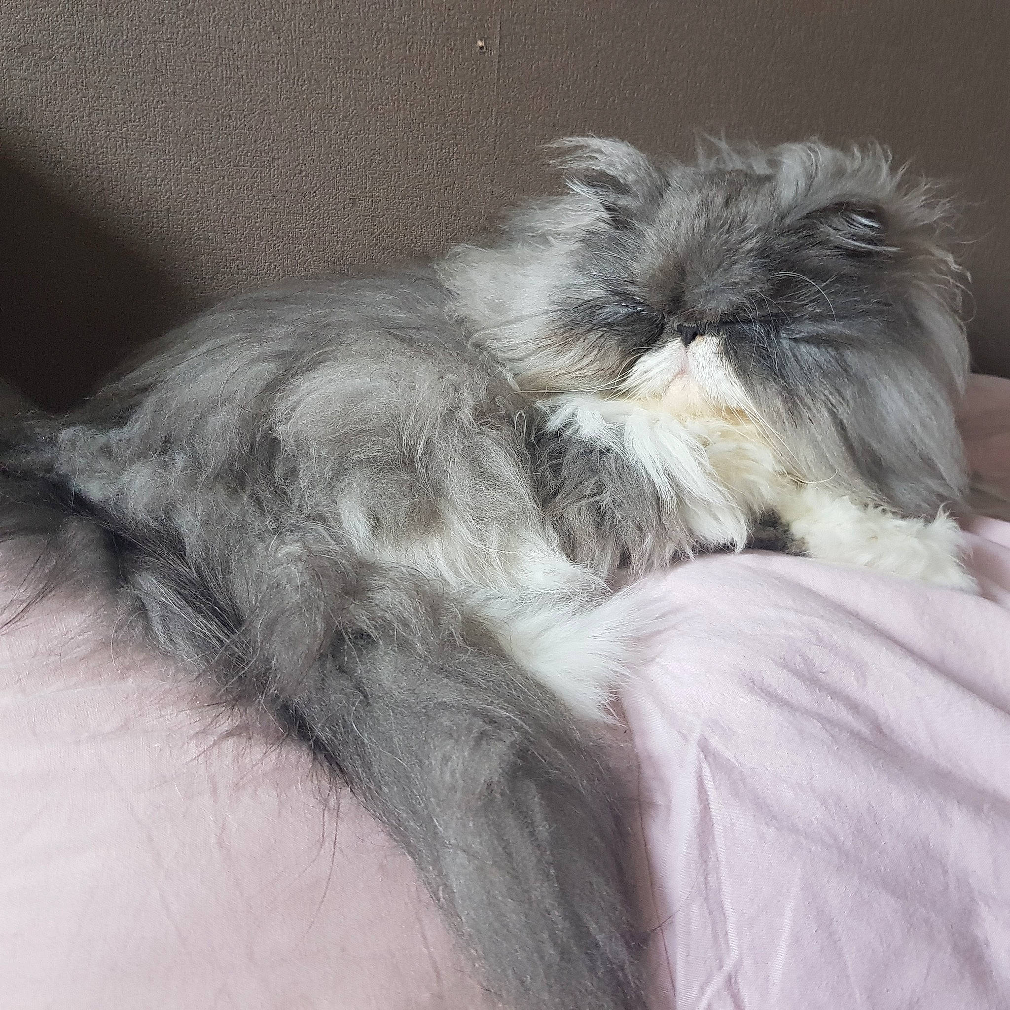 Newton a rejoint le concours — aidez-le/la à gagner de superbes lots ! british_longhair, canidae, carnivore, cat, domestic_long_haired_cat, ear, felidae, fur, hair, nap, norwegian_forest_cat, persian, sleep, small_to_medium_sized_cats, tail, whiskers