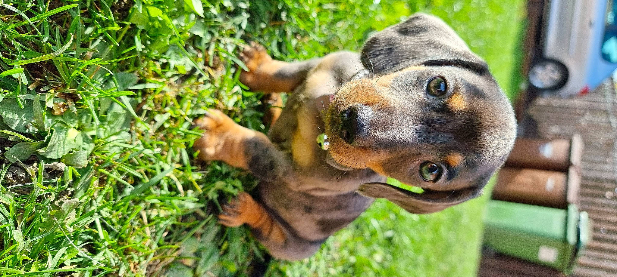 Rolo joined the competition — help win amazing prizes! canidae, carnivore, collar, companion_dog, dog, dog_breed, dog_collar, ear, fawn, grass, groundcover, guard_dog, plant, snout, sporting_group, terrestrial_animal, whiskers, wildlife, wood, working_animal