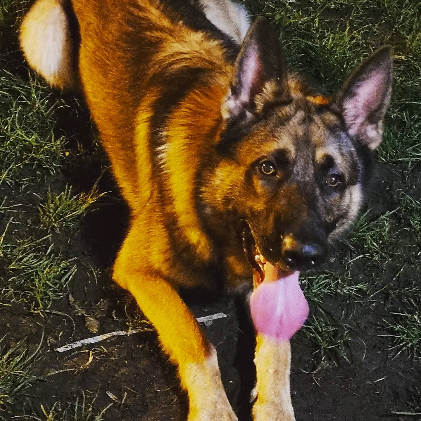 Duke is registered to the contest to win money with this photo: biting, canidae, carnivore, companion_dog, dog, dog_breed, east_european_shepherd, fawn, fur, german_shepherd_dog, grass, herding_dog, king_shepherd, old_german_shepherd_dog, plant, snout, sporting_group, terrestrial_animal, window, working_dog