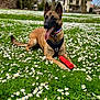 animal, architecture, building, canine, daisy, dog, field, flower, grass, grassland, herbal, herbs, nature, outdoors, park, pet, plant, shelter, tree, vegetation