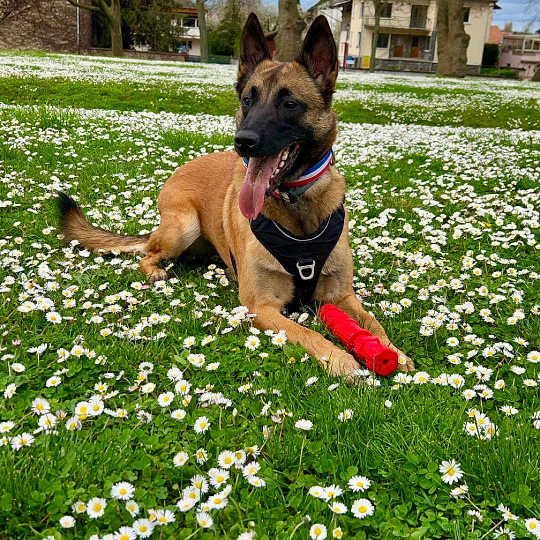 Kira a rejoint le concours — aidez-le/la à gagner de superbes lots ! animal, architecture, building, canine, daisy, dog, field, flower, grass, grassland, herbal, herbs, nature, outdoors, park, pet, plant, shelter, tree, vegetation