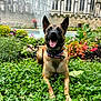animal, architecture, backyard, canine, dog, fountain, garden, germanshepherd, grass, herbal, herbs, nature, outdoors, pet, plant, pottedplant, tree, vegetation, water, yard