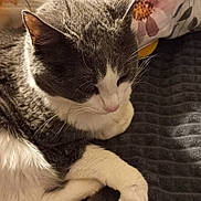 Wally a rejoint le concours — aidez-le/la à gagner de superbes lots ! cat, black_and_white, sleepy, resting, curled_up, pet, animal, whiskers, paws, fur, indoor, blanket, pillow, floral, cozy, portrait, close_up, relaxed, home, cute