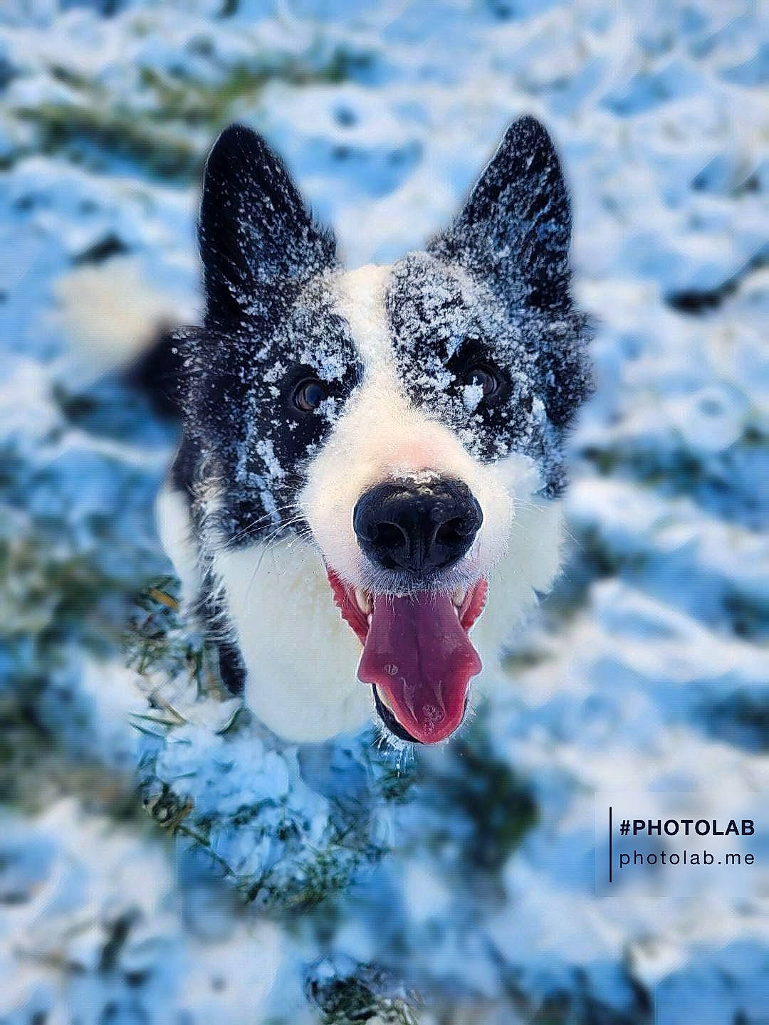 Pepsy participe au concours pour gagner de l'argent avec cette photo : canidae, carmine, carnivore, dog, dog_breed, electric_blue, fang, freezing, fur, glacial_landform, herding_dog, liquid, precipitation, snow, sporting_group, water, whiskers, wind_wave, winter, working_dog