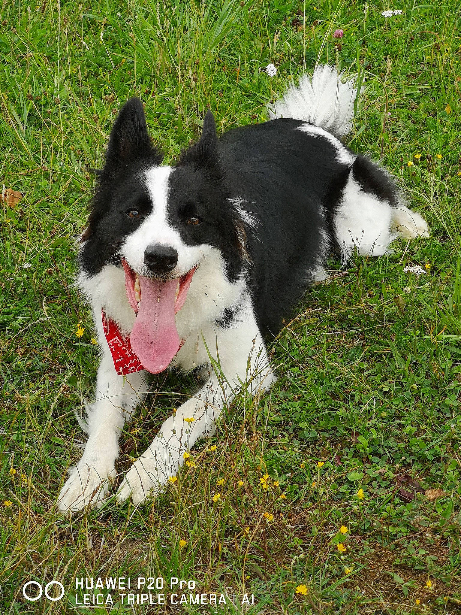 Pepsy a rejoint le concours — aidez-le/la à gagner de superbes lots ! border_collie, canidae, carnivore, collar, companion_dog, dog, dog_breed, dog_collar, dog_sports, dog_supply, grass, herding_dog, plant, sporting_group, tail, working_animal, working_dog