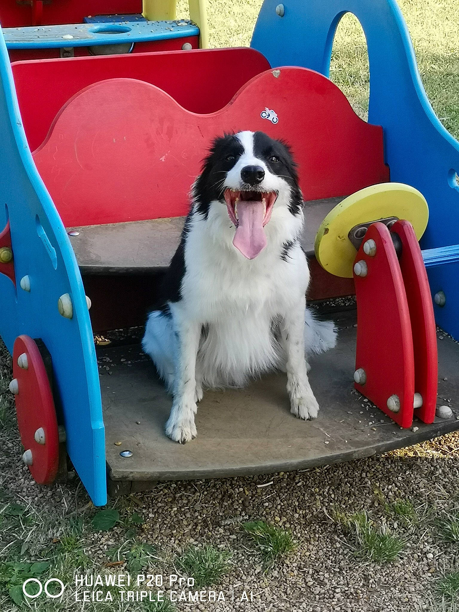 Pepsy participe au concours pour gagner de l'argent avec cette photo : carnivore, chair, collar, companion_dog, dog, dog_breed, dog_supply, grass, gun_dog, landseer, leisure, outdoor_furniture, papillon, pet_supply, plant, recreation, spaniel, sporting_group, terrier, toy_dog
