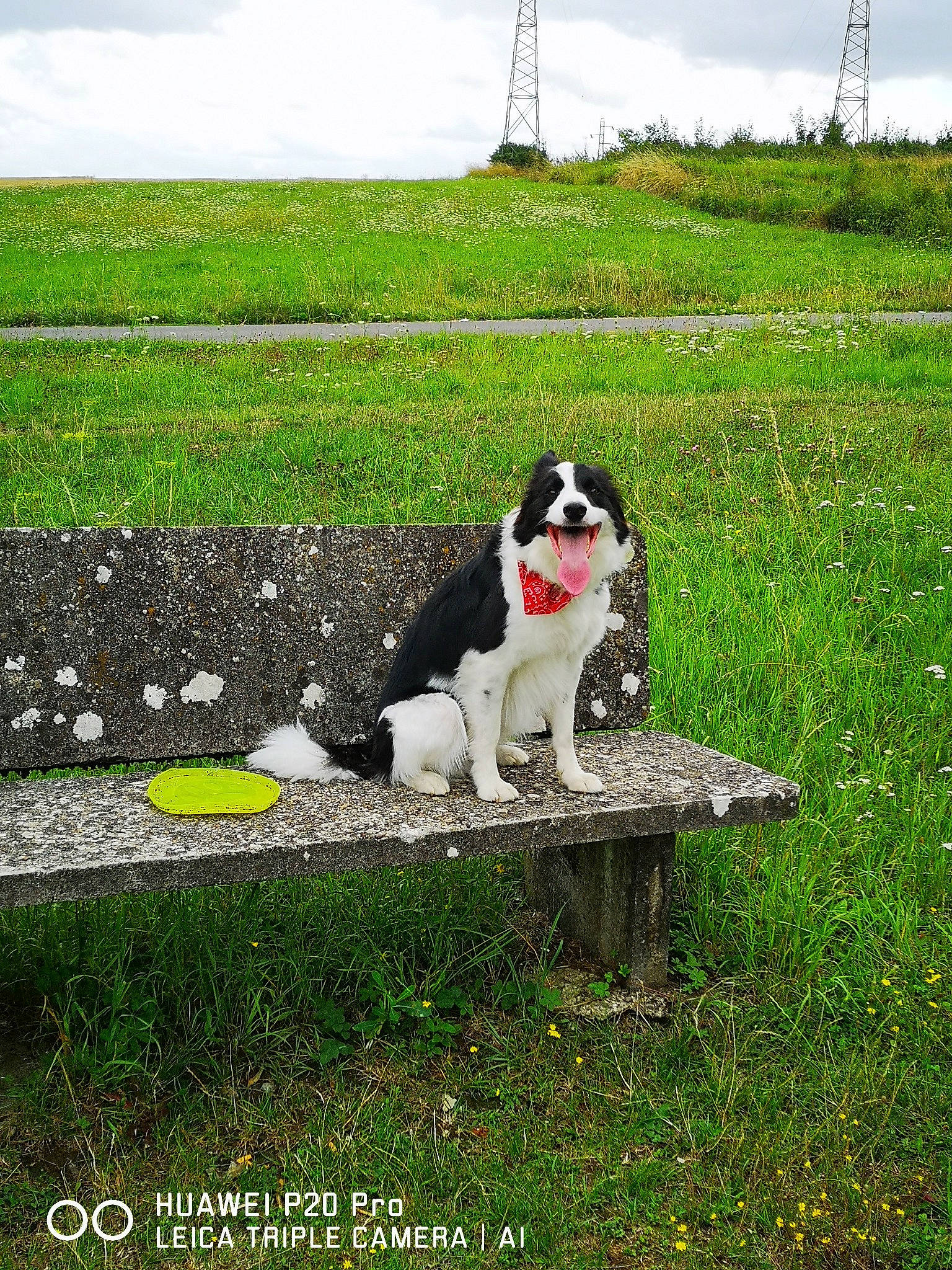 Pepsy participe au concours pour gagner de l'argent avec cette photo : carnivore, cloud, companion_dog, dog, dog_breed, field, grass, grass_family, grassland, landscape, meadow, natural_landscape, nature, pasture, people_in_nature, plant, prairie, rural_area, shrub, sky