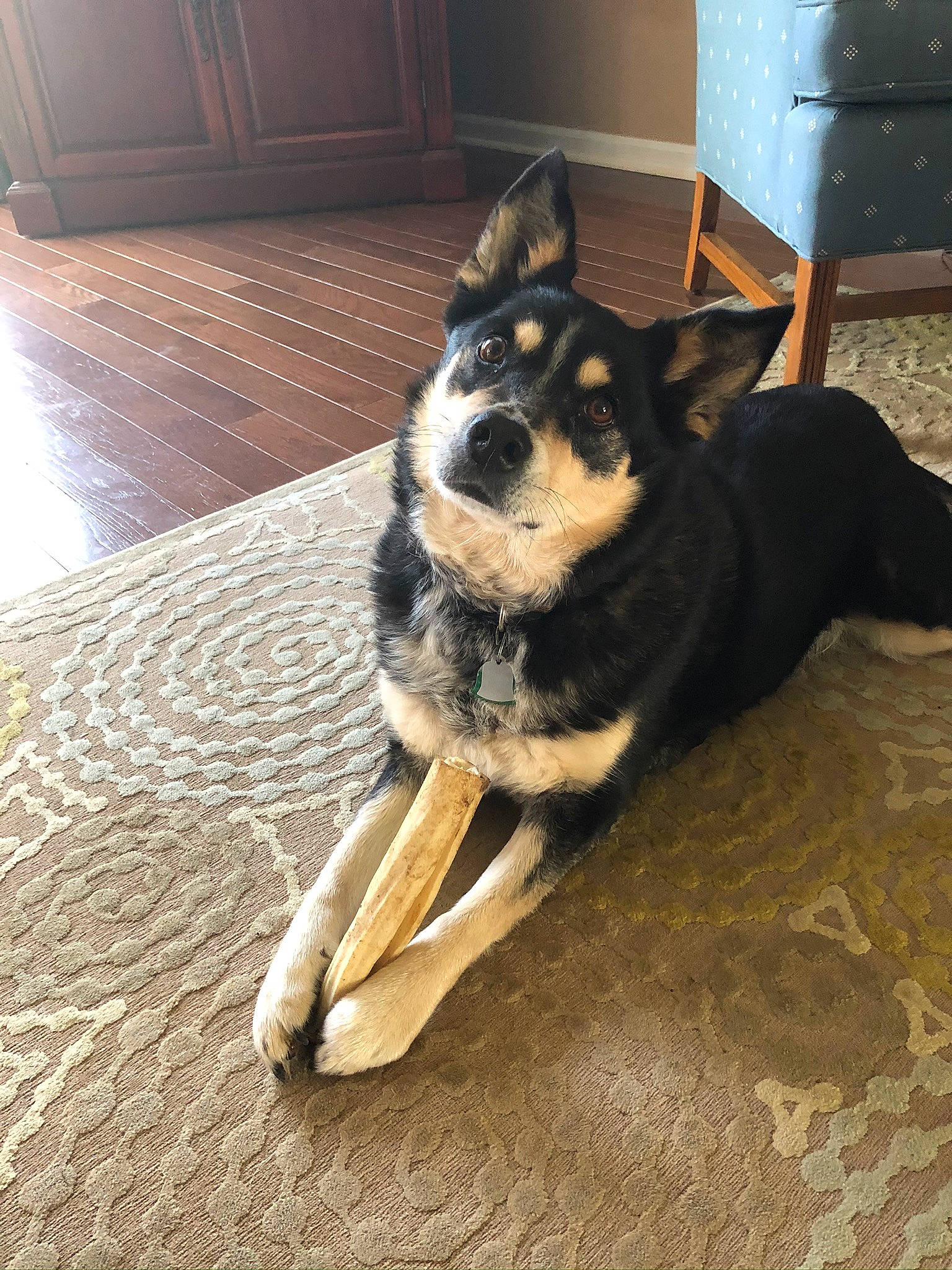 Molly joined the competition — help win amazing prizes! carnivore, chest_of_drawers, comfort, companion_dog, dog, dog_breed, dog_supply, east_european_shepherd, flooring, fur, german_shepherd_dog, guard_dog, hardwood, herding_dog, paw, sporting_group, tail, wood, working_animal, working_dog